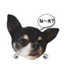 あざといチワワのさちこ（個別スタンプ：1）