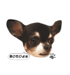 あざといチワワのさちこ（個別スタンプ：5）