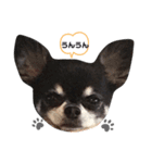 あざといチワワのさちこ（個別スタンプ：8）