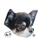 あざといチワワのさちこ（個別スタンプ：11）