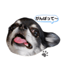 あざといチワワのさちこ（個別スタンプ：12）