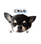あざといチワワのさちこ（個別スタンプ：13）