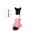 あざといチワワのさちこ（個別スタンプ：14）