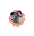 トイプードルのふうちゃんスタンプPart3（個別スタンプ：2）