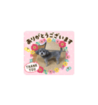 トイプードルのふうちゃんスタンプPart3（個別スタンプ：4）