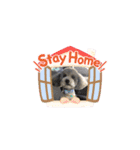 トイプードルのふうちゃんスタンプPart3（個別スタンプ：6）
