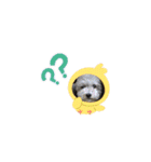 トイプードルのふうちゃんスタンプPart3（個別スタンプ：13）