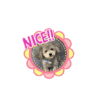トイプードルのふうちゃんスタンプPart3（個別スタンプ：14）