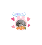 トイプードルのふうちゃんスタンプPart3（個別スタンプ：22）