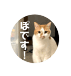 ぽてばに part3（個別スタンプ：1）