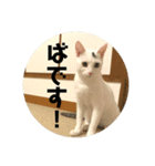 ぽてばに part3（個別スタンプ：2）