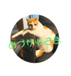 ぽてばに part3（個別スタンプ：7）
