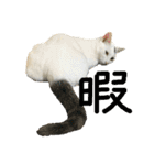 ぽてばに part3（個別スタンプ：13）
