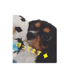 ちゃーちゃーまーるだよー2（個別スタンプ：6）