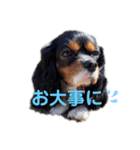 ちゃーちゃーまーるだよー2（個別スタンプ：11）