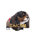 ちゃーちゃーまーるだよー2（個別スタンプ：12）