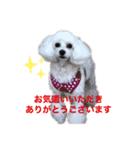 はなろんスタンプ3（個別スタンプ：8）