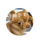 日常使えるワンコスタンプ（個別スタンプ：7）