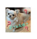毎日使えるチワワもなかのスタンプ♡（個別スタンプ：1）