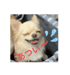毎日使えるチワワもなかのスタンプ♡（個別スタンプ：3）