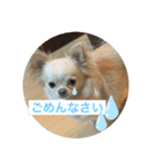 毎日使えるチワワもなかのスタンプ♡（個別スタンプ：7）