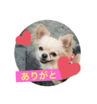 毎日使えるチワワもなかのスタンプ♡（個別スタンプ：8）