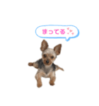 ウチの殿君2（個別スタンプ：4）