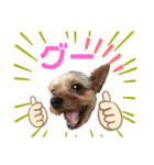 ウチの殿君2（個別スタンプ：5）