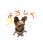 ウチの殿君2（個別スタンプ：6）