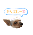 ウチの殿君2（個別スタンプ：8）