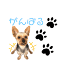 ウチの殿君2（個別スタンプ：9）