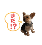 ウチの殿君2（個別スタンプ：12）