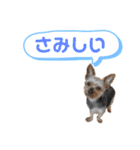 ウチの殿君2（個別スタンプ：14）