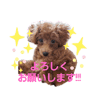 ここたのスタンプ2（個別スタンプ：24）