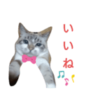 ちょち2（個別スタンプ：7）