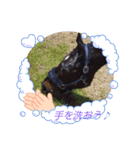 クオーターホースエリーのツブヤキ！（個別スタンプ：3）