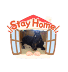 クオーターホースエリーのツブヤキ！（個別スタンプ：4）