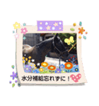クオーターホースエリーのツブヤキ！（個別スタンプ：7）
