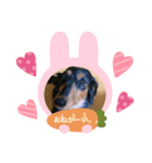ダックススタンプ☺︎（個別スタンプ：1）