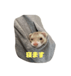 フェレットの日常生活 改（個別スタンプ：11）