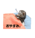 フェレットの日常生活 改（個別スタンプ：20）