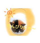 三毛ミケスタンプ（個別スタンプ：2）