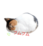 三毛ミケスタンプ（個別スタンプ：3）