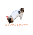 三毛ミケスタンプ（個別スタンプ：7）