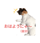 三毛ミケスタンプ（個別スタンプ：8）