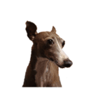 イタグレミニピンボルゾイ柴犬（個別スタンプ：1）