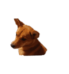 イタグレミニピンボルゾイ柴犬（個別スタンプ：2）
