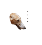 イタグレミニピンボルゾイ柴犬（個別スタンプ：3）