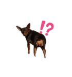 イタグレミニピンボルゾイ柴犬（個別スタンプ：4）