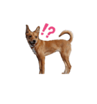 イタグレミニピンボルゾイ柴犬（個別スタンプ：6）